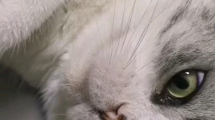 人类早期驯服吊睛白额大虫珍贵影像资料