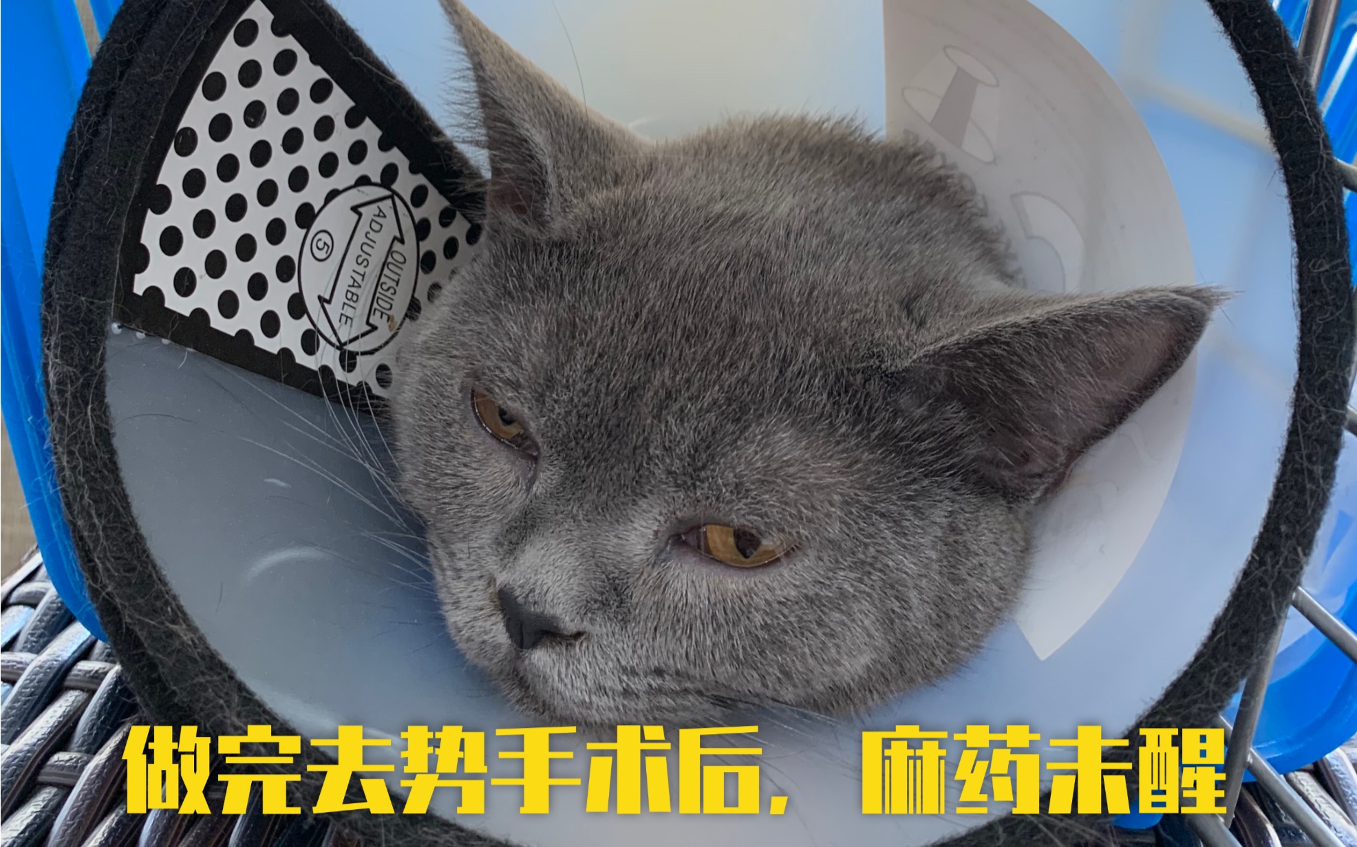 【英短蓝猫Puki的绝望】猫咪做完绝育去势后,是一种生无可恋的体验哔哩哔哩bilibili