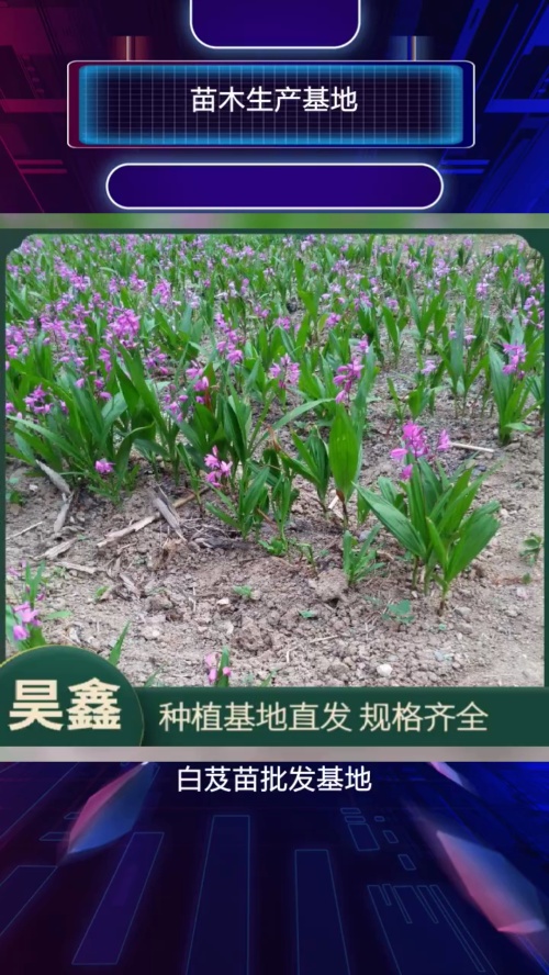 紫花三叉大白芨两年苗多少钱一棵哔哩哔哩bilibili