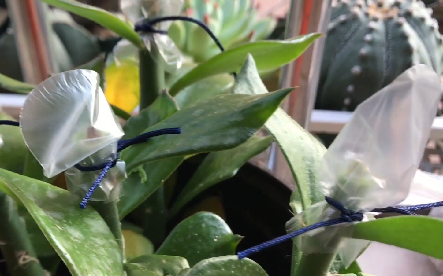 【嫁接】毛青叶麒麟嫁接[国粤双语]_哔哩哔哩_bilibili