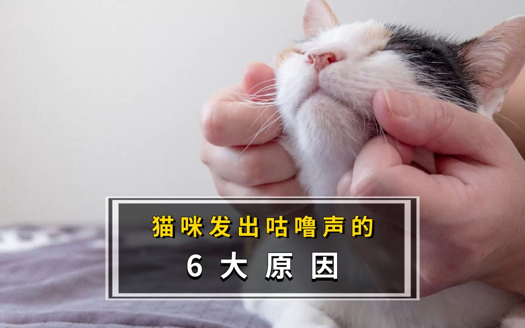 猫咪为什么会发出“咕噜咕噜”的声音呢?哔哩哔哩bilibili