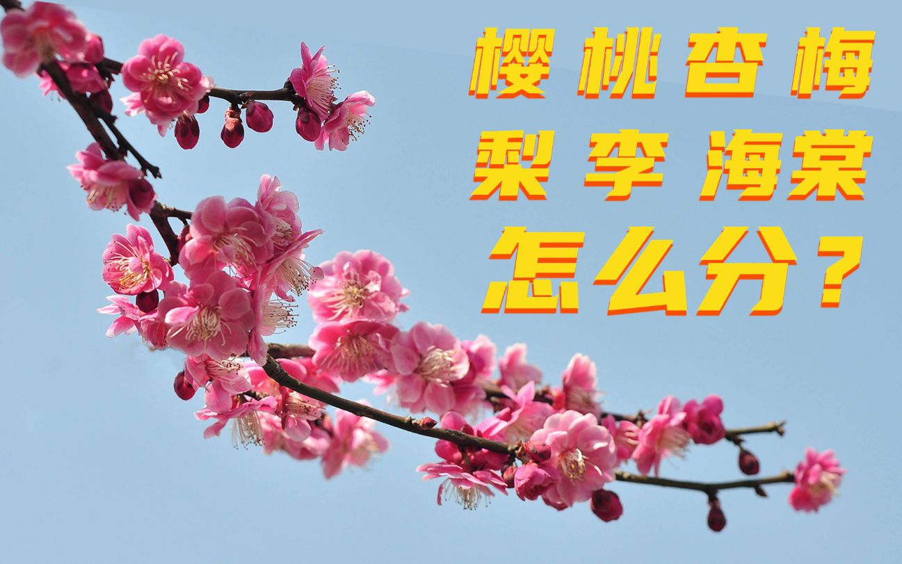 [图]【春日赏花】樱花，桃花，杏花，梅花，梨花，李花，海棠花，6招教你怎么分！【Tinco与斯嘉丽】