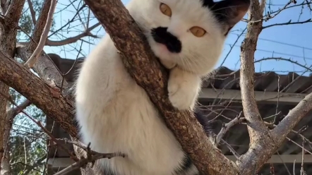 外婆养的八嘎猫