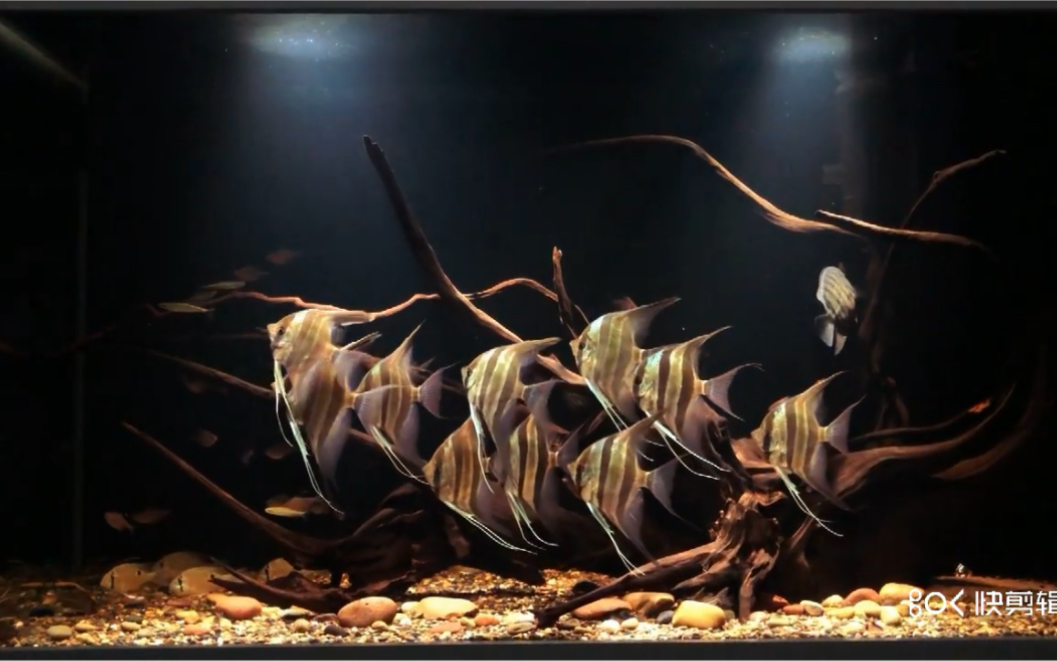 南美风格的埃及神仙鱼