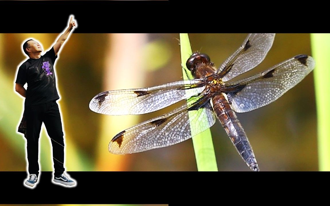 091【低斑蜻 · 雄】上集:北沙河吃猪鼻子,温榆河看低斑蜻【北京蜻蜓