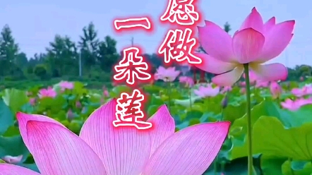 魏新雨一首《来生愿做一朵莲》旋律动听,静心之曲,好听至极哔哩哔哩bilibili