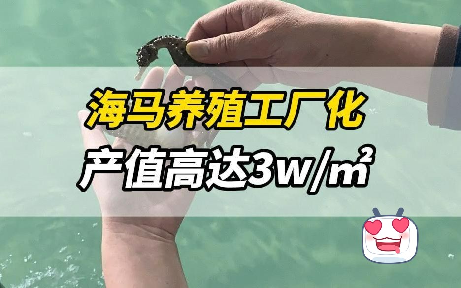 海马养殖工厂化,产值高达3万/㎡哔哩哔哩bilibili