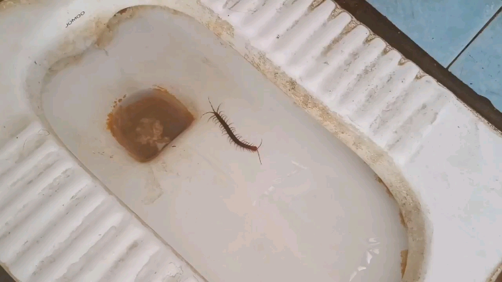 厕所惊现蜈蚣