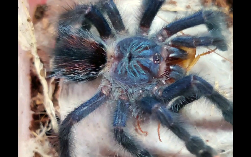 蓝绿粉趾小母眦食