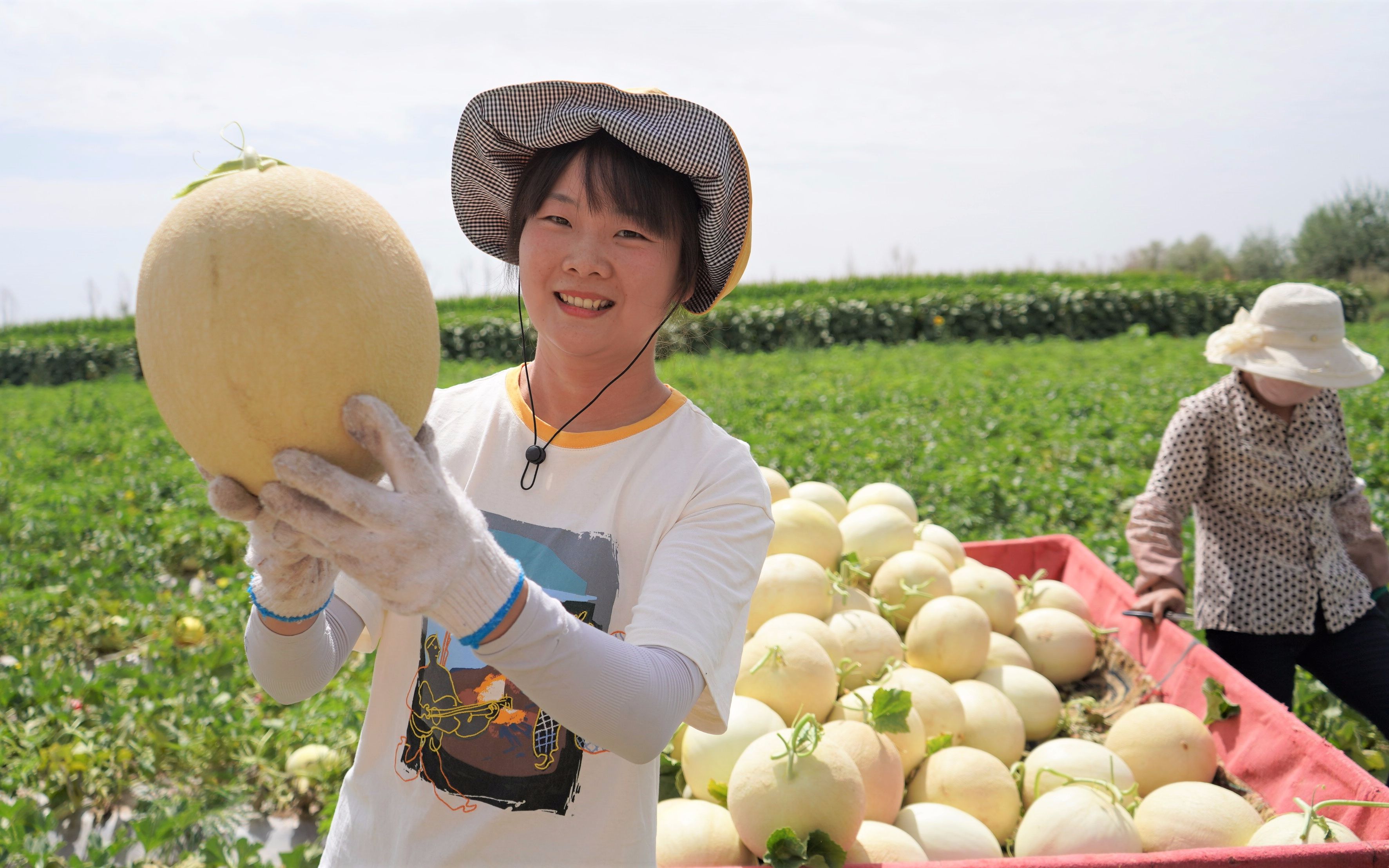 沙漠里长得白兰瓜又大又圆,口感甘甜多汁,莹莹田里摘瓜,吃过瘾哔哩哔哩bilibili