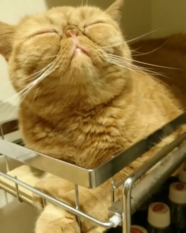 肥猫埋头睡觉被吵醒,仰着头眼睛还眯着,这是有多困
