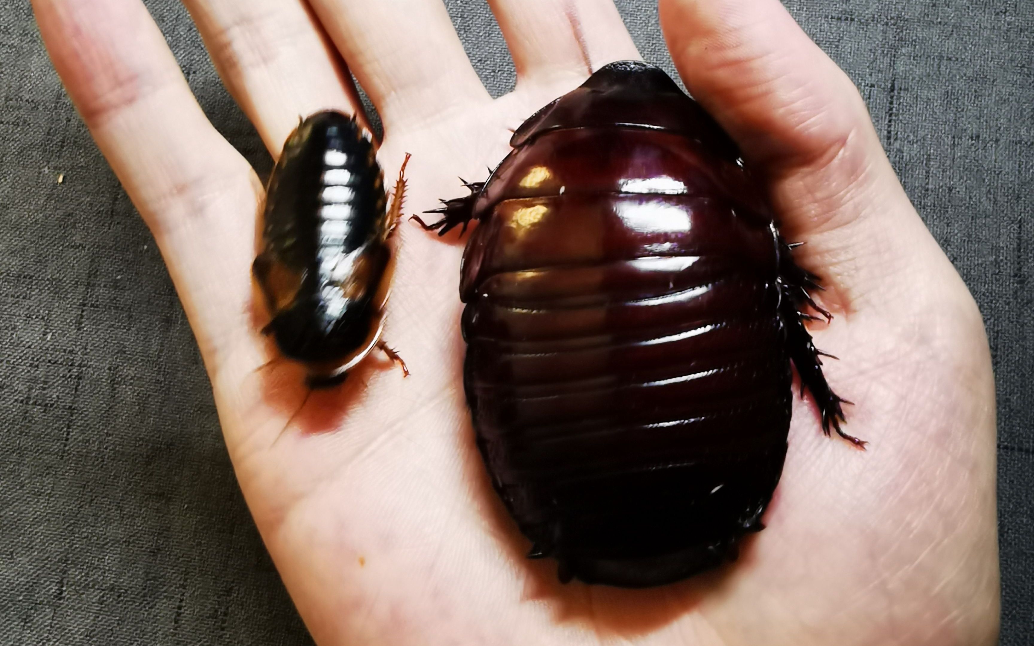 大犀牛和杜比亚的小秘密