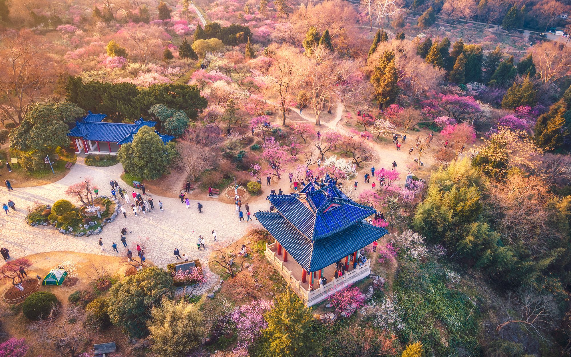 什么是极致的浪漫——南京梅花山航拍