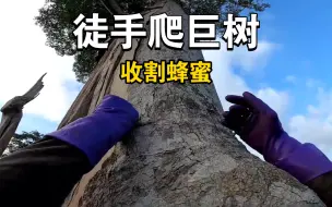 Download Video: 第一视角看采蜜人徒手爬巨树，恐高视角！没有安全绳，危险重重！