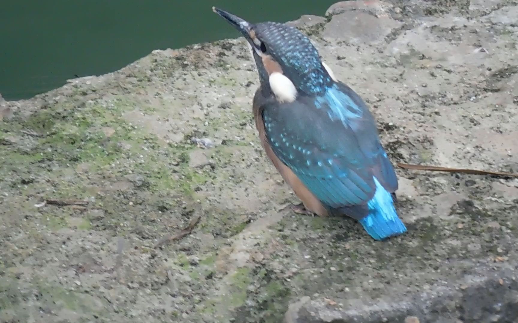 鸣叫的普通翠鸟宝宝