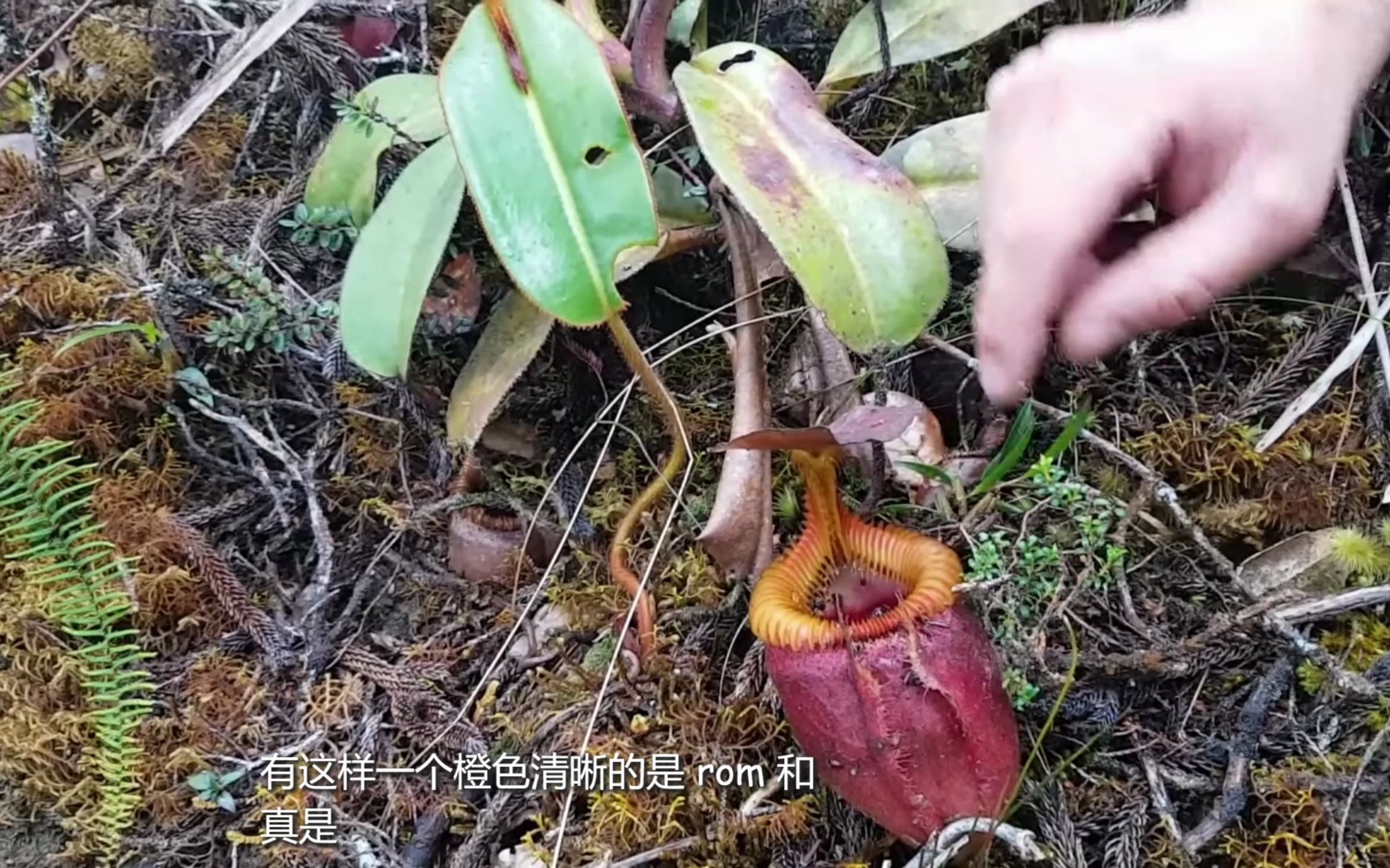 食虫植物 长毛猪笼草原生环境哔哩哔哩bilibili