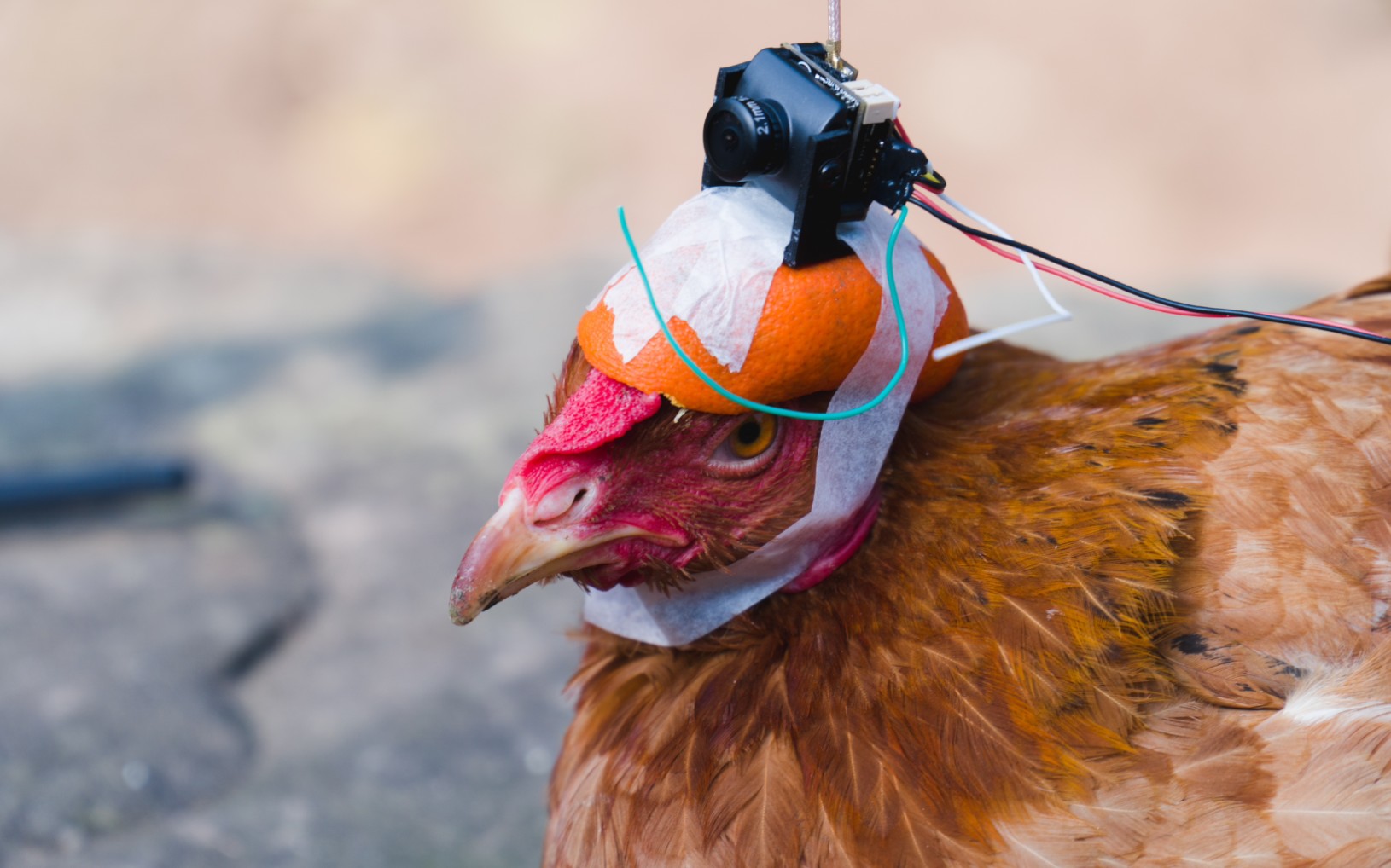 鸡头稳定器测评