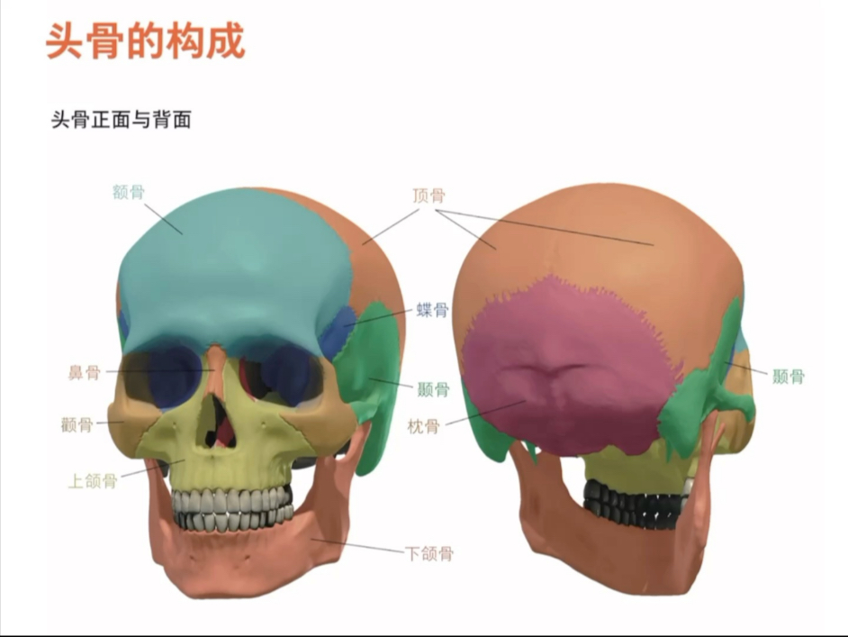 10分钟把头骨给你说清道明了｜还不懂你找我～