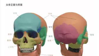 10分钟把头骨给你说清道明了｜还不懂你找我～
