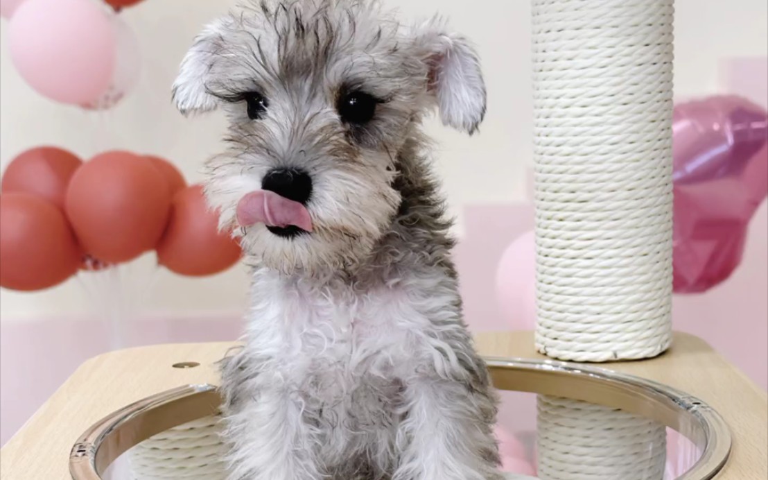 杭州首家终身质保犬舍|靠谱犬舍|雪纳瑞