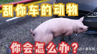 Gta5 动物mod 主人公竟然变成了猩猩 哔哩哔哩 Bilibili