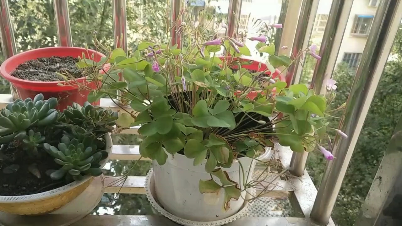 请欣赏上次拍的窗户框里这盆美丽的红花酢浆草_哔哩哔哩_bilibili