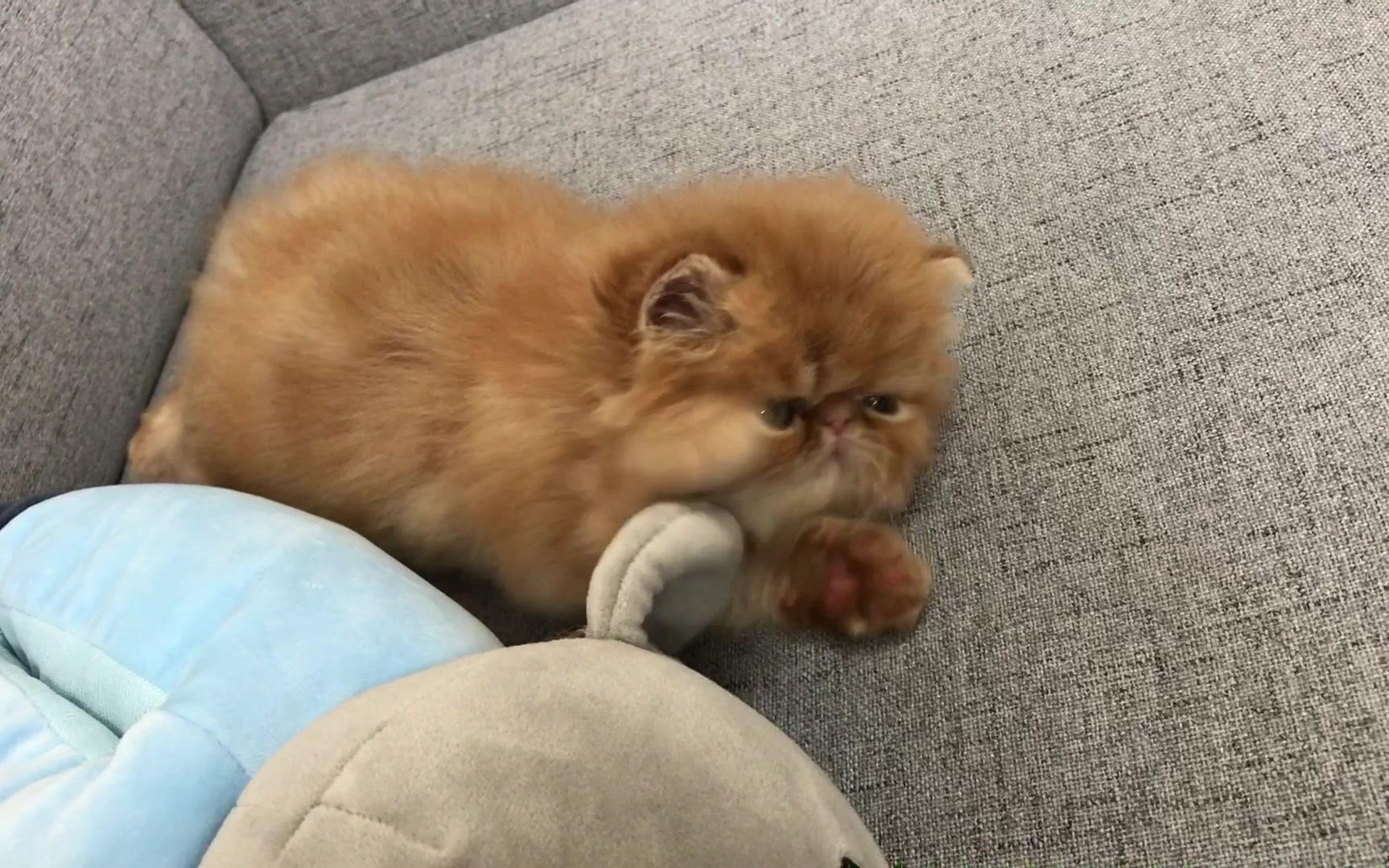 【萌宠】吃耳朵的小毛孩