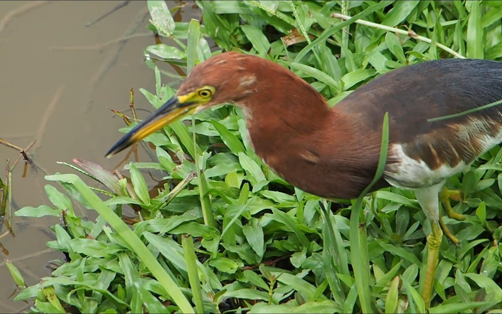 池鹭汇总(觅食 梳毛)