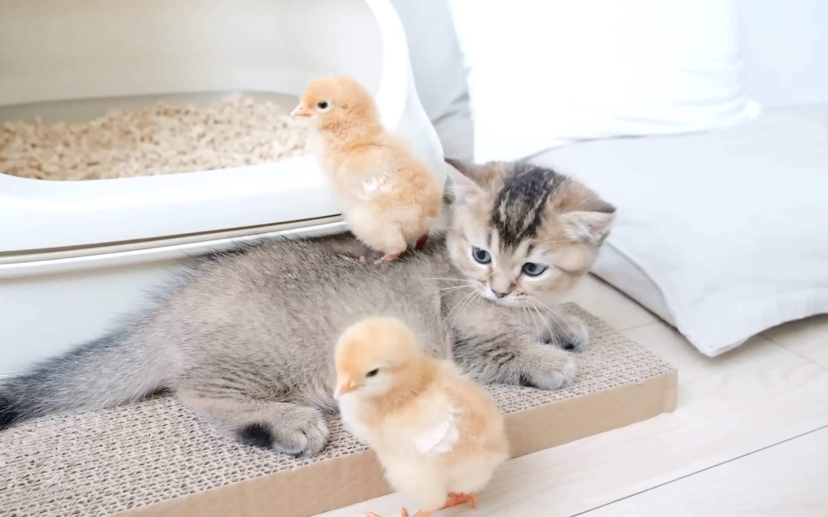 又可爱又好奇的的小奶猫与小鸡