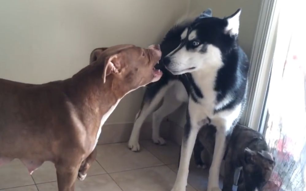 [图]二哈惹怒比特犬，急中生智使出这招，比特犬瞬间懵圈了！