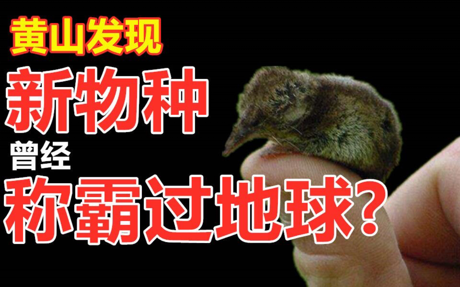 黄山惊现新物种比恐龙还古老的动物这种老鼠曾统治地球