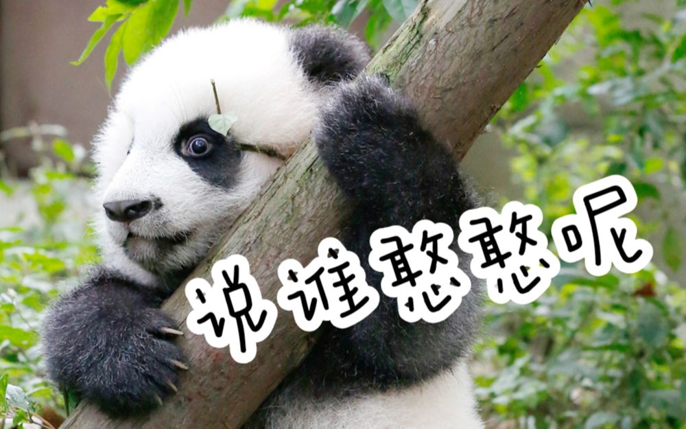 我们绩憨憨会爬树啦(大熊猫绩笑不认识憨憨)