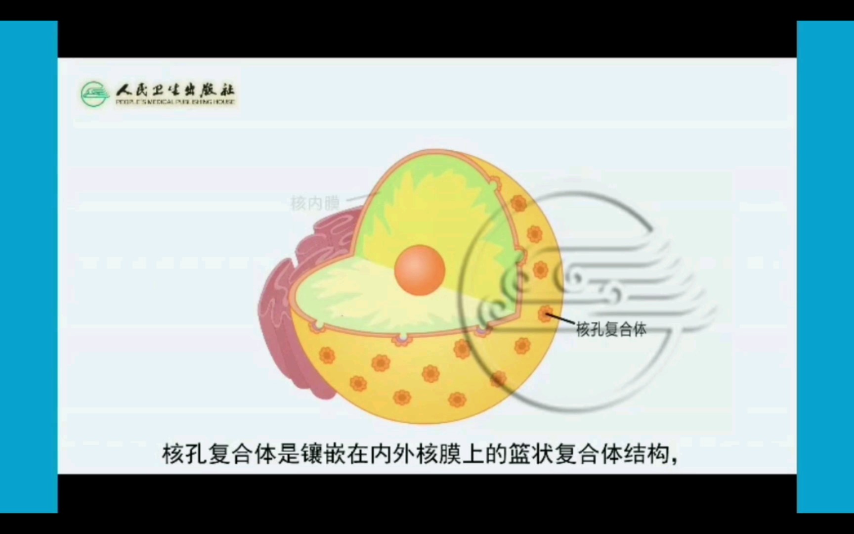 【细胞生物学】核孔复合体及功能哔哩哔哩bilibili