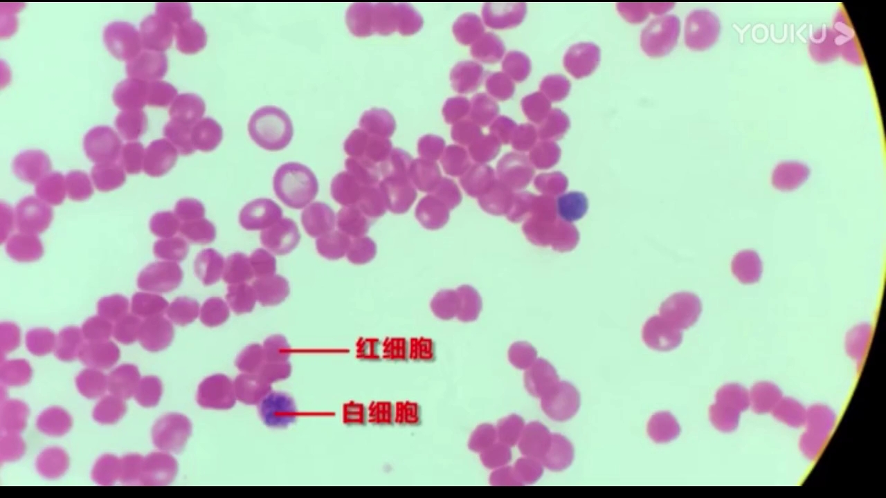 [图]迎战生物实践操作考试 观察人血永久涂片 让你顺利应对中考 奔涌吧，后浪！