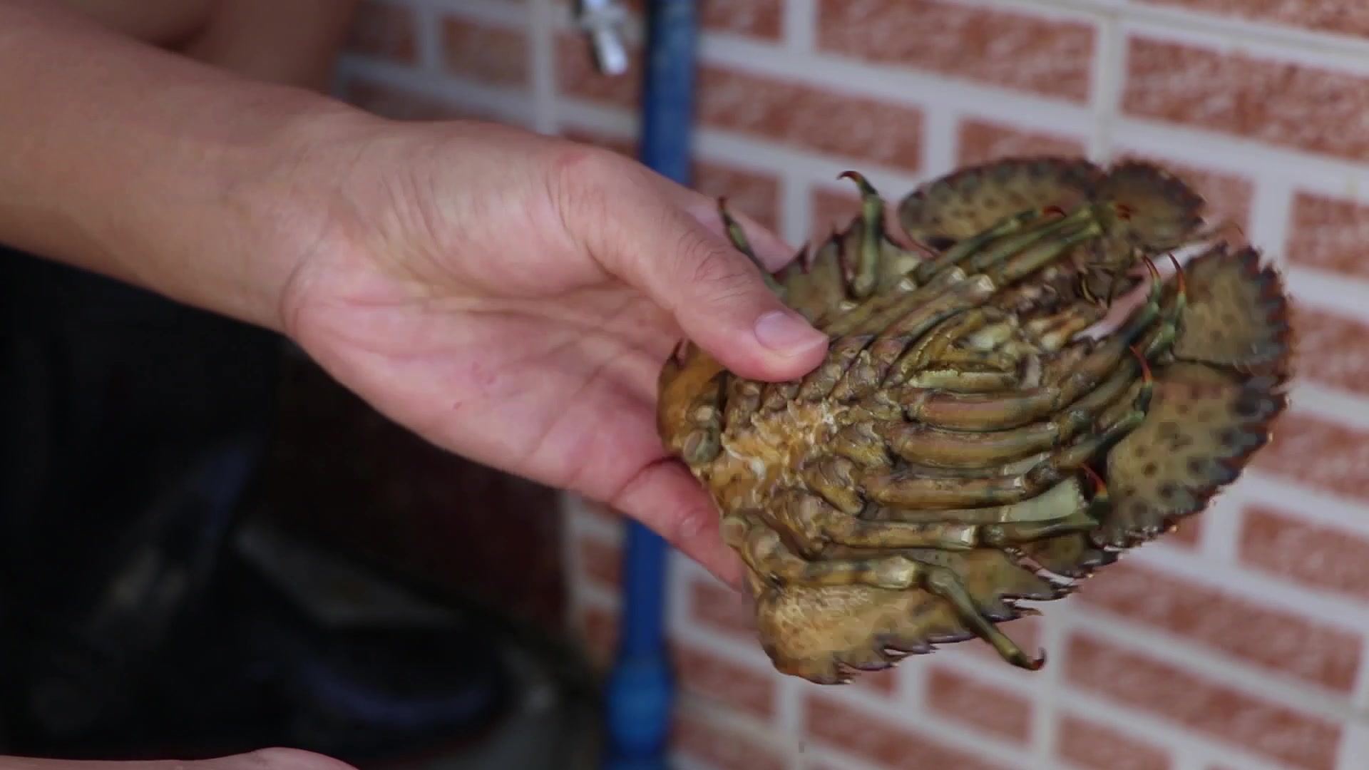 扇虾标本制作全过程大伙说说这家伙像不像尸蟞