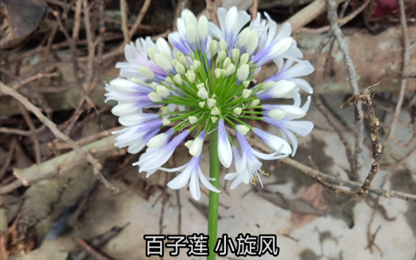 百子莲小旋风 花期怎么这么早?不是说百子莲是夏天开花的?哔哩哔哩bilibili