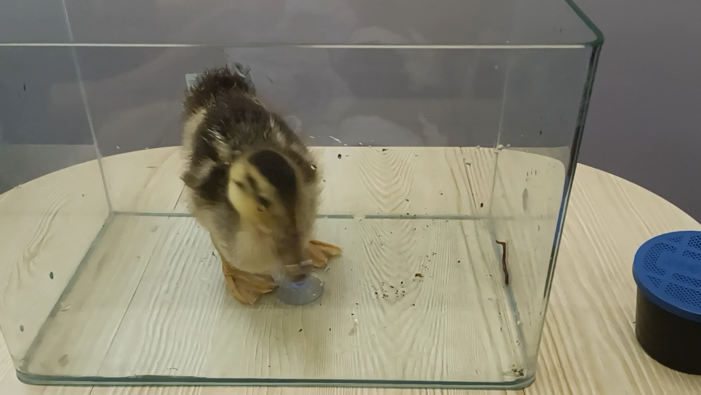 鸭子:吃着吃着咋不见了?蚯蚓:听我说谢谢你!