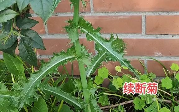 【植物科普】续断菊:菊科植物.又称大叶苣荬菜哔哩哔哩bilibili