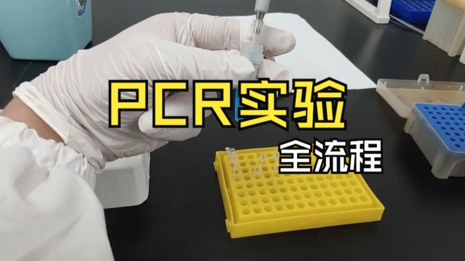 Full PCR Workflow with D519 Kit