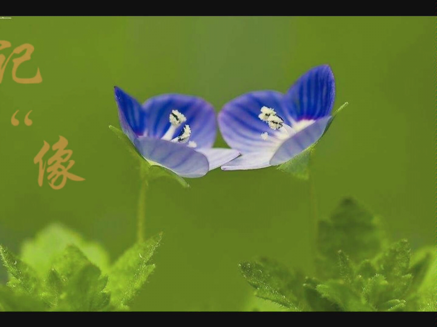 [图]一种大家都熟悉，但鲜少人知道名字的野花