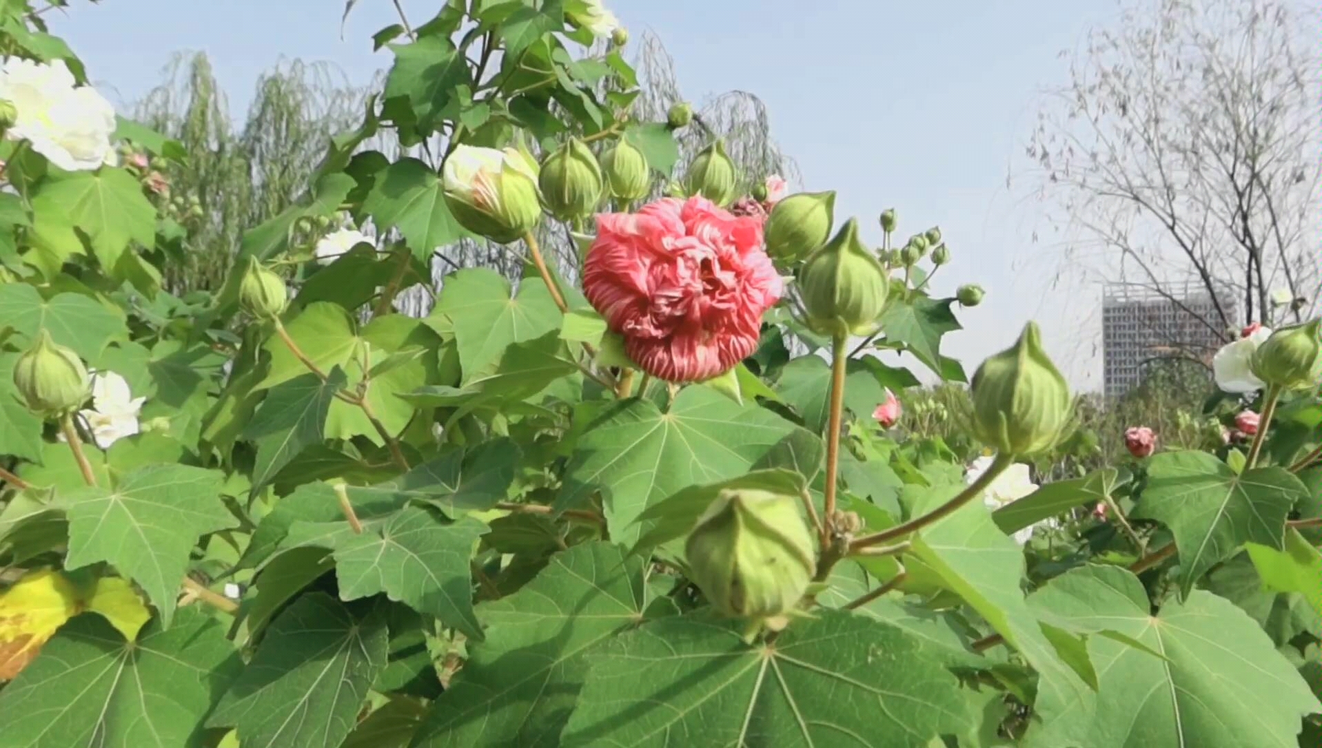 [图]木芙蓉