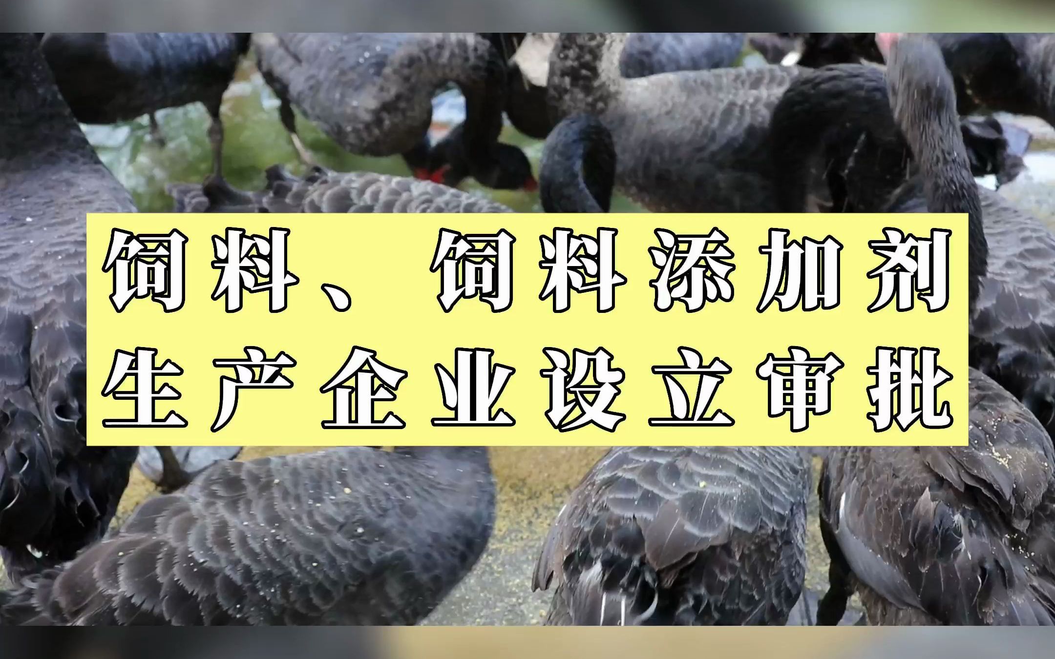 饲料、饲料添加剂生产企业设立审批#饲料原料 #税务小知识 #注册公司哔哩哔哩bilibili