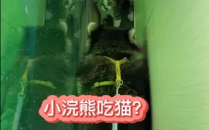 Download Video: 小浣熊吃猫吗？