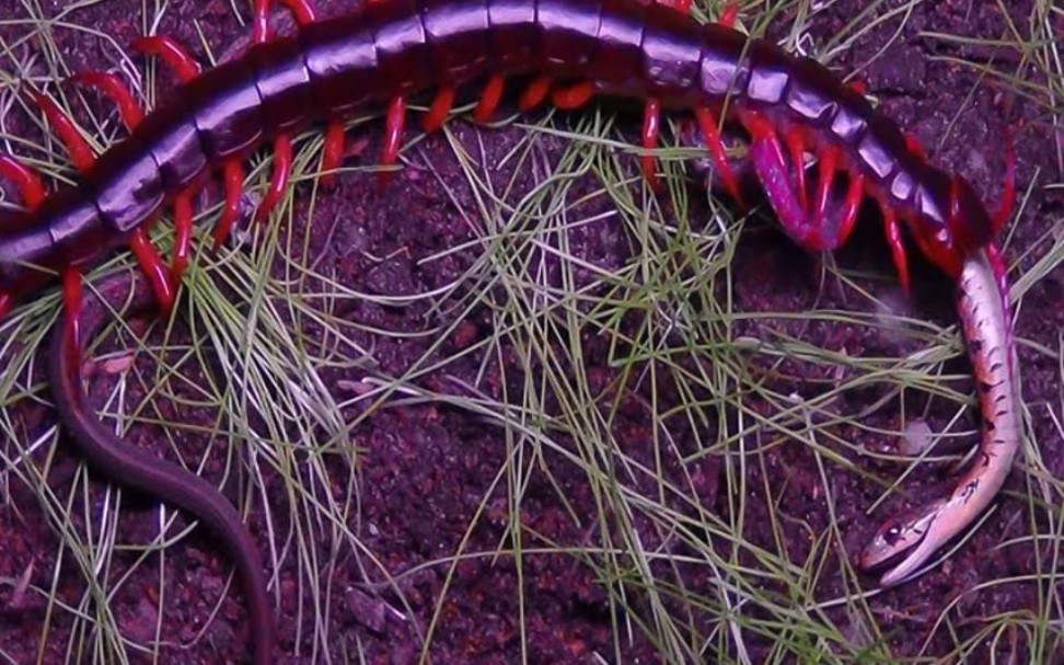 梦境迷踪，大蜈蚣与小黑蛇的吞噬寓言——解梦之旅