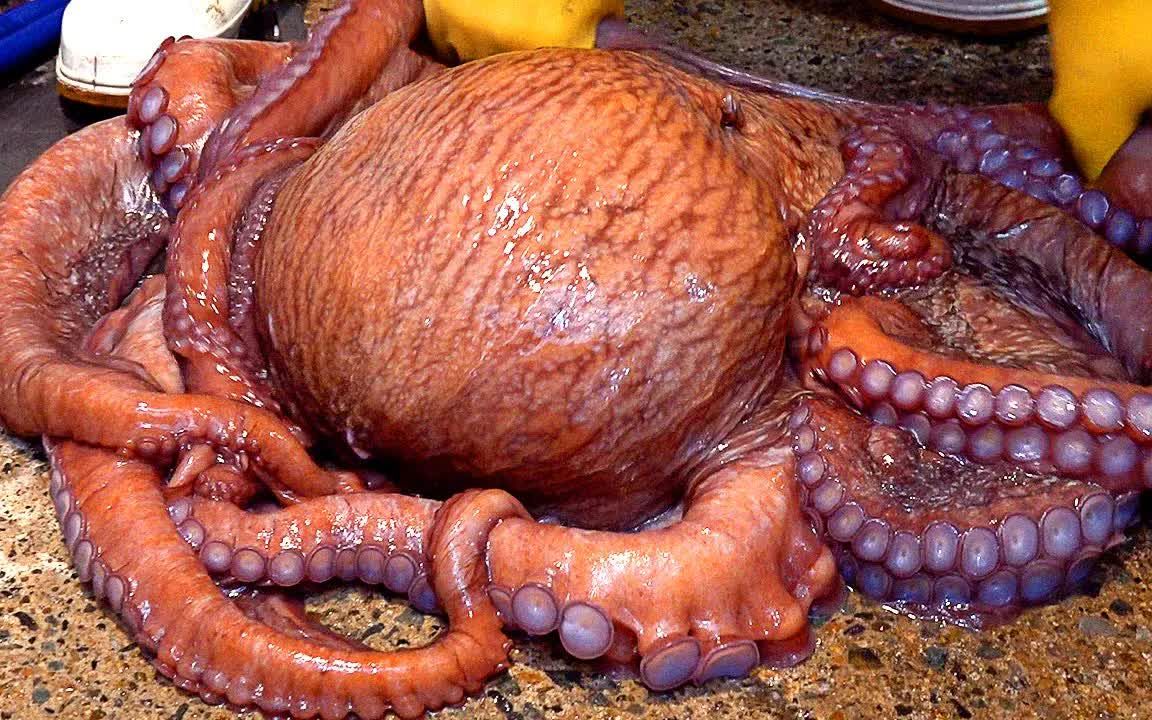 最大的章鱼有多大?图片