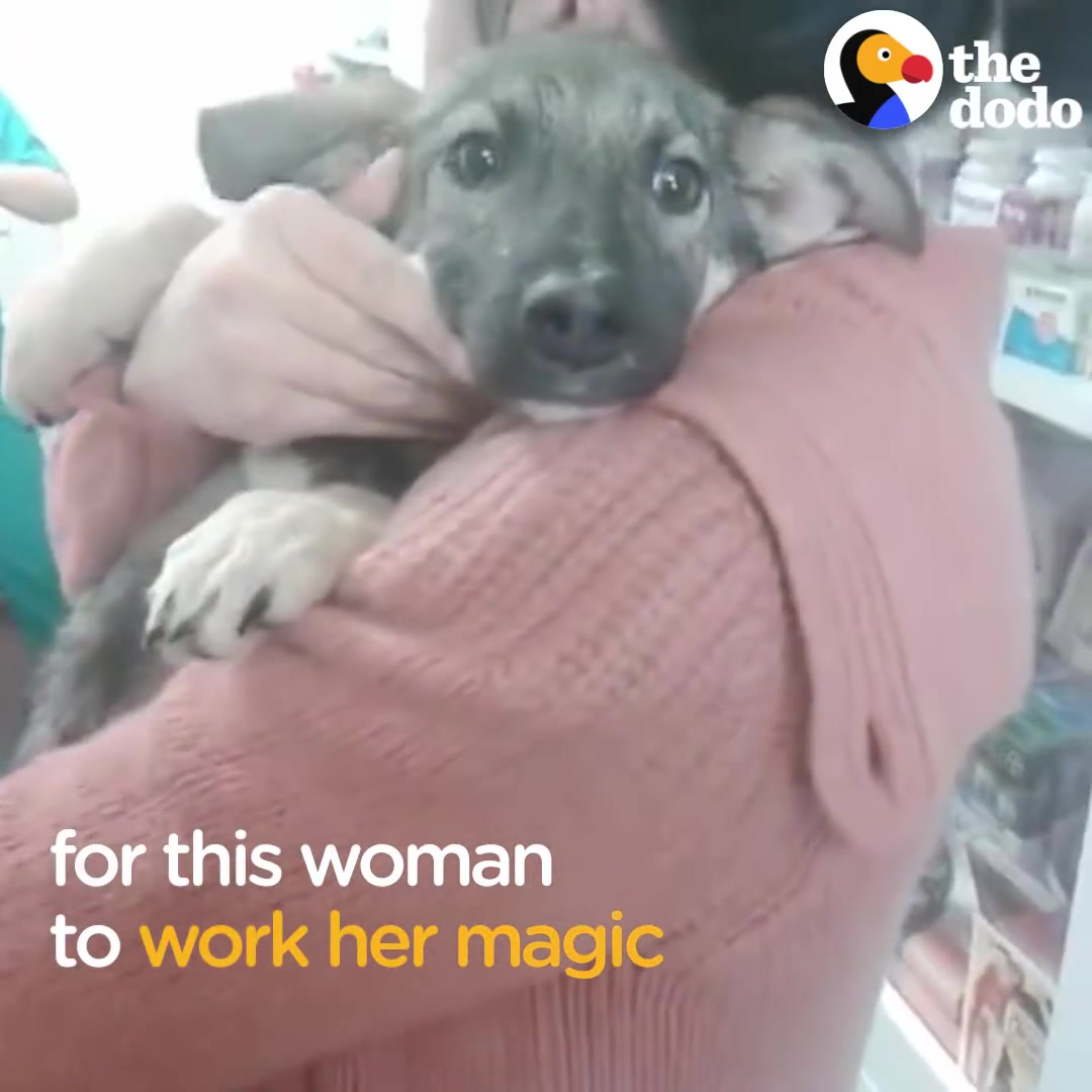 [图]Dog Cries Every Time He's Touched — Until He Meets This Woman The Dodo