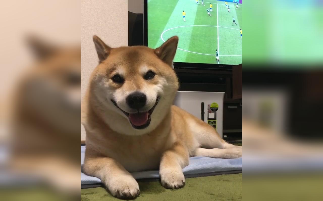 【柴犬maru】maru你这样子,让我们看你还是看球好呢?w(19Д19)w