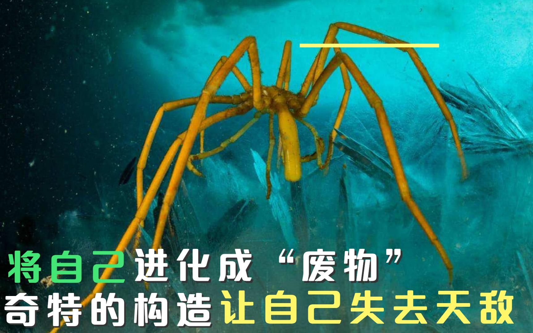 [图]将自己进化成”废物“的生物，奇特的构造，让自己失去天敌