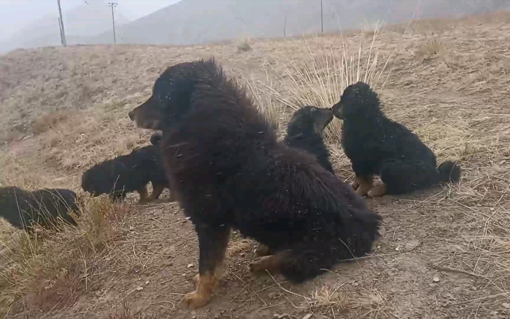 矿山上的一群藏獒被领养的两个小崽子回娘家来串门了