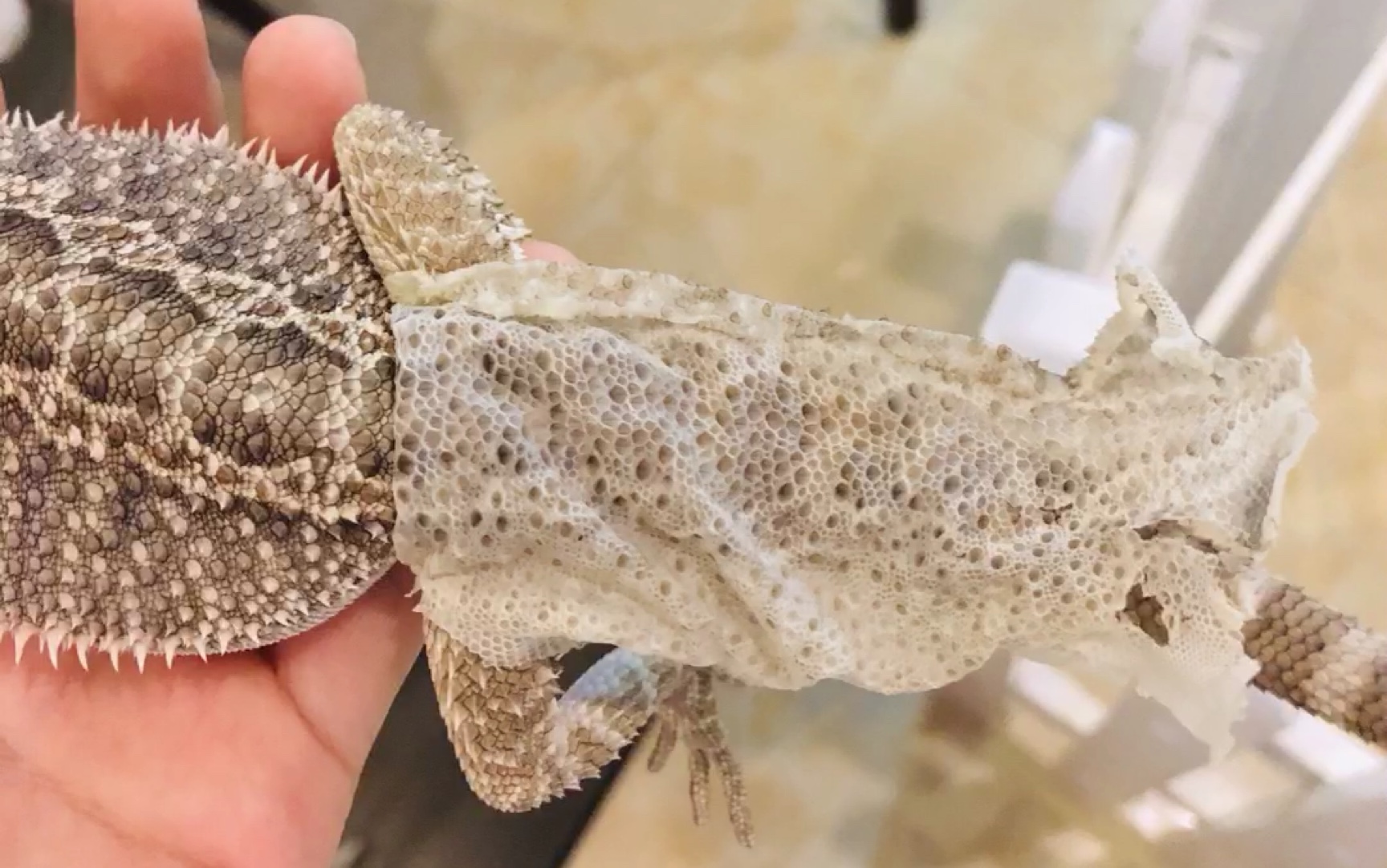 【蜕皮】小狮子的第一次蜕皮 长大了